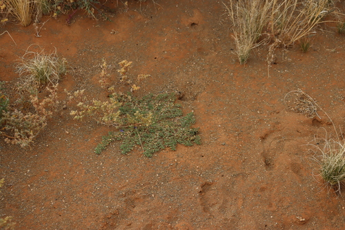 Aptosimum procumbens, photograph 1