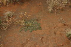 (c) Tony Rebelo, some rights reserved (CC BY-SA) Aptosimum procumbens, photograph (c) Tony Rebelo, some rights reserved (CC BY-SA)