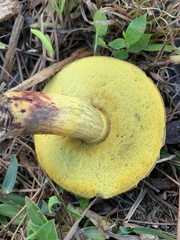 Boletaceae