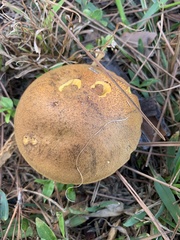Boletaceae