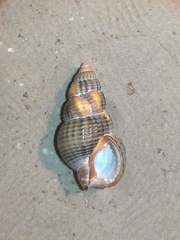 Tritia varicosa