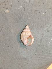 Tritia varicosa