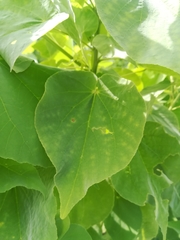 Allowissadula holosericea