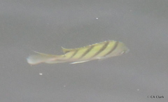 Abudefduf abdominalis