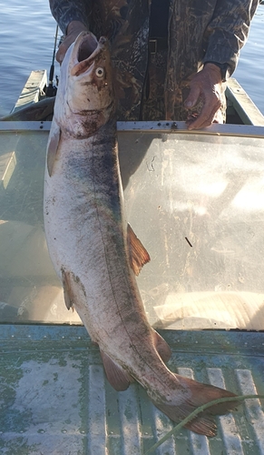 Taimen (Hucho taimen) — Salmonidae — 5