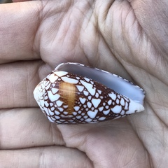 Conus purus