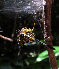 Gasteracantha remifera