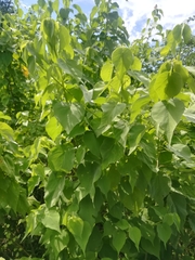 Allowissadula holosericea