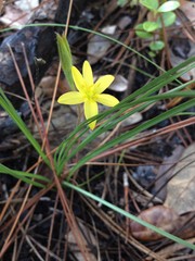 Hypoxis curtissii