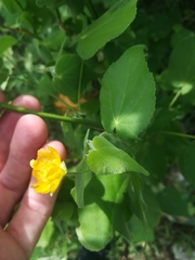 Allowissadula holosericea