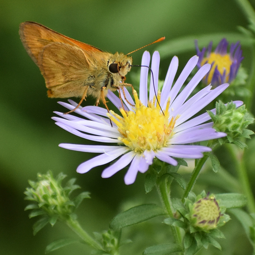 Woodland Skipper photo 4