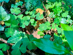 Oxalide petite oseille (Oxalis acetosella) — photo 3