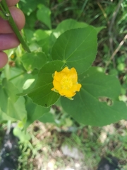 Allowissadula holosericea