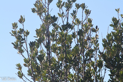Hyaenanche globosa