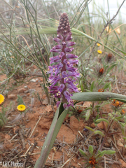 Lachenalia splendida