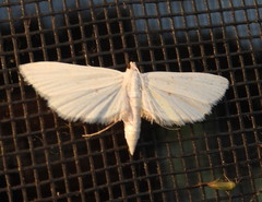 Parapoynx allionealis