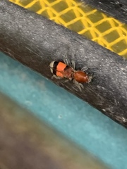 Enoclerus ichneumoneus