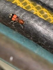 Enoclerus ichneumoneus