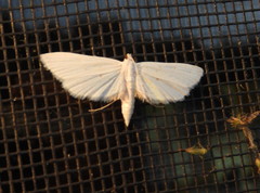 Parapoynx allionealis