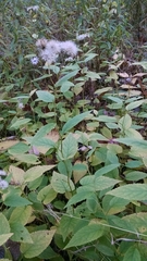 Eurybia furcata