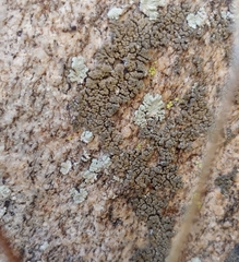 Lobothallia alphoplaca