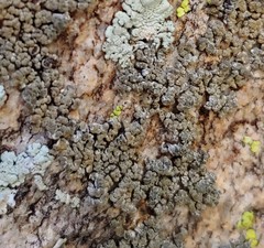 Lobothallia alphoplaca