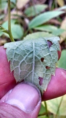 Eurybia furcata