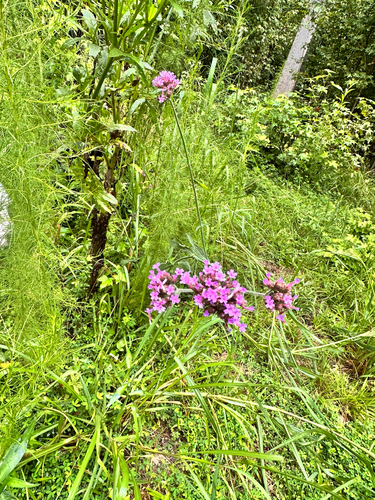 Verbena