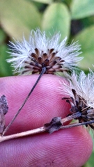Eurybia furcata
