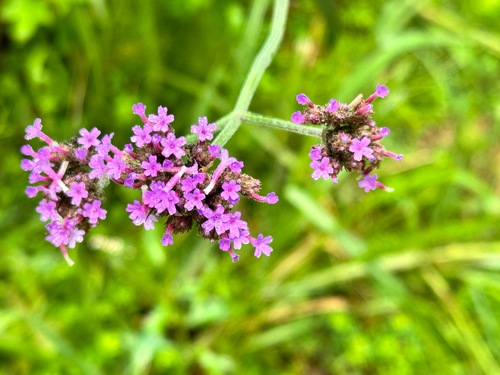 Verbena