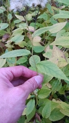 Eurybia furcata