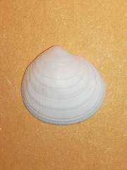 Ctena decussata