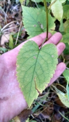 Eurybia furcata
