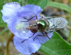 Copestylum vesicularium