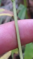 Eurybia furcata