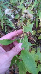 Eurybia furcata