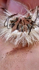 Eurybia furcata