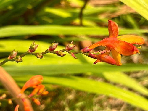 Crocosmia × crocosmiiflora