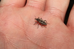 Coniocleonus pseudobliquus