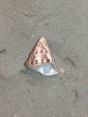 Jujubinus exasperatus