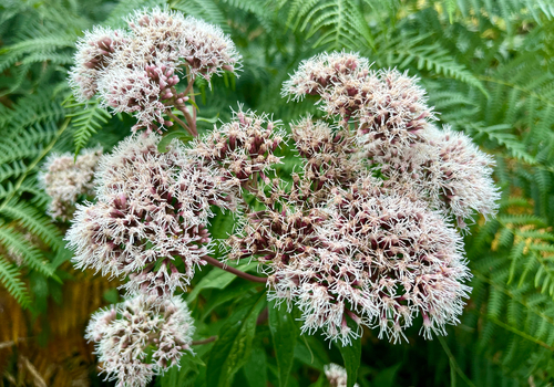 Eupatorium cannabinum — photo 5