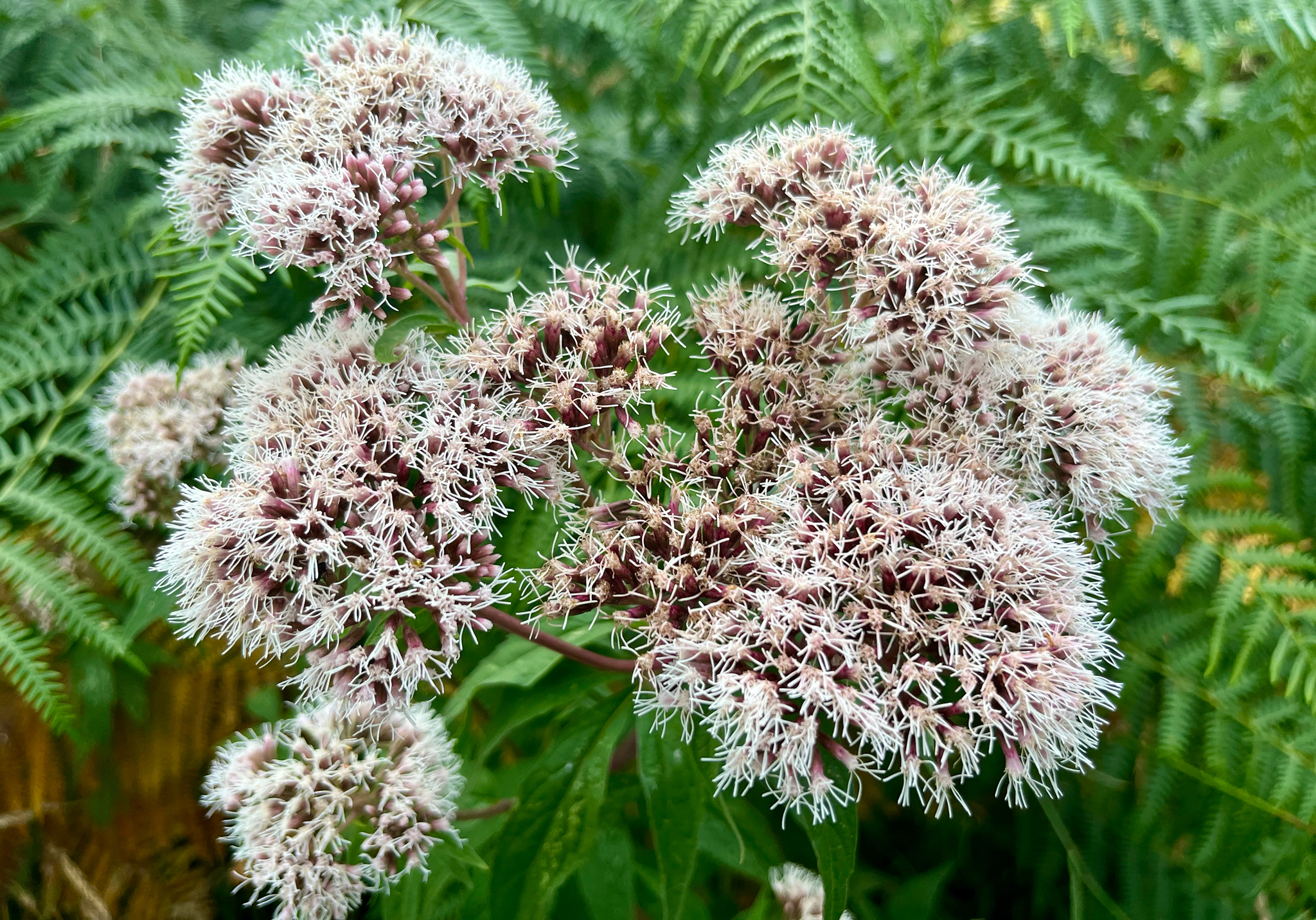 Eupatorium cannabinum — photo 2