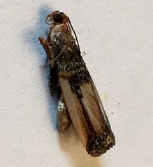 Dasypyga alternosquamella