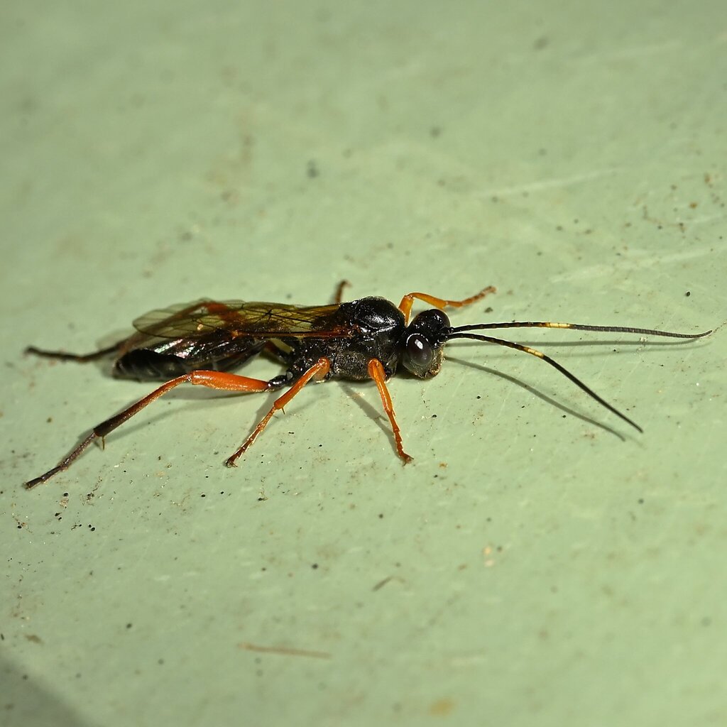 Eurylabini
