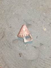 Jujubinus exasperatus