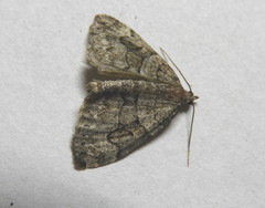 Thera contractata