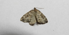 Thera contractata
