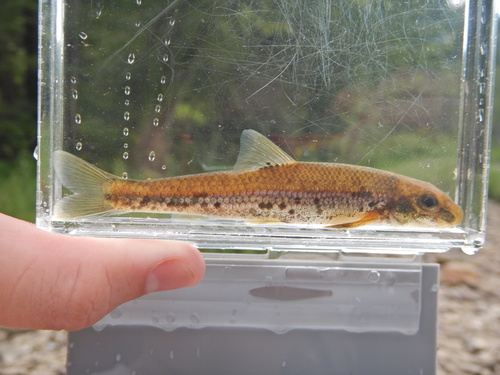 Kanawha Minnow (Phenacobius teretulus) — Cyprinidae — 4