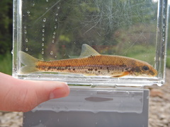 Kanawha Minnow photo 3