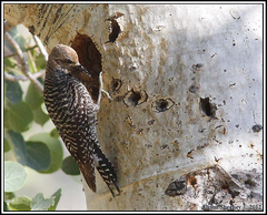 Sphyrapicus thyroideus nataliae